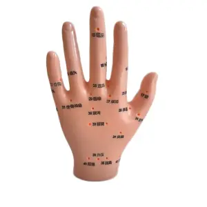 Handmodel acupunctuurpunten 835